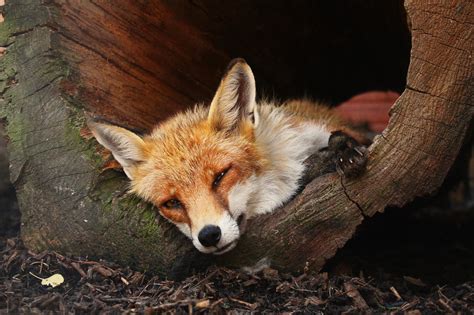 kam za zvířátky středočeský kraj|Zoo a zooparky ve středních Čechách, výlety za zvířátky